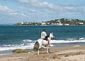 horse beach2799